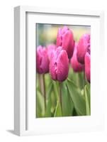 Tulips in a garden, Victoria, British Columbia, Canada-Stuart Westmorland-Framed Photographic Print