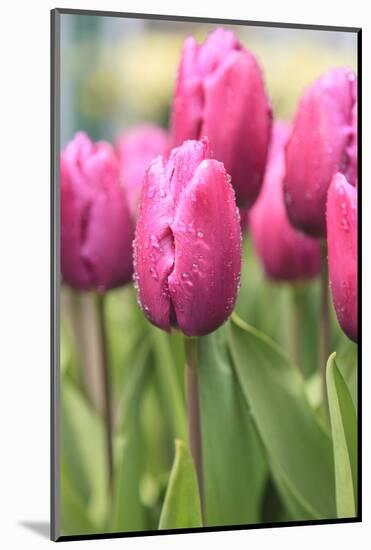 Tulips in a garden, Victoria, British Columbia, Canada-Stuart Westmorland-Mounted Photographic Print