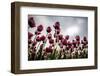 Tulips in Bad Weather-Marco Jorissen-Framed Photographic Print