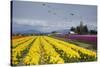 Tulips in Bloom, Annual Skagit Valley Tulip Festival, Mt Vernon, Washington, USA-Merrill Images-Stretched Canvas