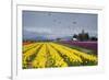 Tulips in Bloom, Annual Skagit Valley Tulip Festival, Mt Vernon, Washington, USA-Merrill Images-Framed Photographic Print