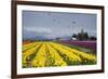 Tulips in Bloom, Annual Skagit Valley Tulip Festival, Mt Vernon, Washington, USA-Merrill Images-Framed Photographic Print