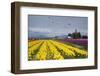 Tulips in Bloom, Annual Skagit Valley Tulip Festival, Mt Vernon, Washington, USA-Merrill Images-Framed Photographic Print