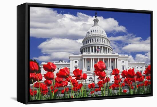 Tulips in Bloom in Front of the Capitol Building, Washington DC, USA-Jaynes Gallery-Framed Stretched Canvas