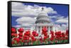 Tulips in Bloom in Front of the Capitol Building, Washington DC, USA-Jaynes Gallery-Framed Stretched Canvas