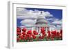 Tulips in Bloom in Front of the Capitol Building, Washington DC, USA-Jaynes Gallery-Framed Photographic Print