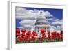 Tulips in Bloom in Front of the Capitol Building, Washington DC, USA-Jaynes Gallery-Framed Photographic Print