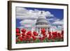 Tulips in Bloom in Front of the Capitol Building, Washington DC, USA-Jaynes Gallery-Framed Photographic Print