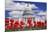 Tulips in Bloom in Front of the Capitol Building, Washington DC, USA-Jaynes Gallery-Mounted Photographic Print