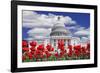 Tulips in Bloom in Front of the Capitol Building, Washington DC, USA-Jaynes Gallery-Framed Photographic Print