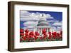 Tulips in Bloom in Front of the Capitol Building, Washington DC, USA-Jaynes Gallery-Framed Photographic Print