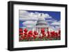 Tulips in Bloom in Front of the Capitol Building, Washington DC, USA-Jaynes Gallery-Framed Photographic Print