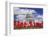 Tulips in Bloom in Front of the Capitol Building, Washington DC, USA-Jaynes Gallery-Framed Photographic Print