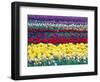 Tulips in Display Field, Washington, USA-William Sutton-Framed Photographic Print