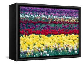 Tulips in Display Field, Washington, USA-William Sutton-Framed Stretched Canvas