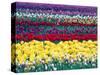 Tulips in Display Field, Washington, USA-William Sutton-Stretched Canvas