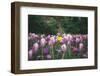 tulips in Dusseldorf at springtime-Nadja Jacke-Framed Photographic Print