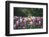 tulips in Dusseldorf at springtime-Nadja Jacke-Framed Photographic Print