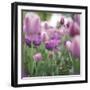 tulips in Dusseldorf at springtime-Nadja Jacke-Framed Photographic Print