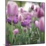 tulips in Dusseldorf at springtime-Nadja Jacke-Mounted Photographic Print