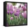 tulips in Dusseldorf at springtime-Nadja Jacke-Framed Stretched Canvas