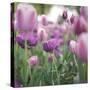 tulips in Dusseldorf at springtime-Nadja Jacke-Stretched Canvas