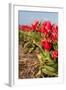 Tulips in Field-Peter Kirillov-Framed Photographic Print