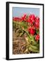 Tulips in Field-Peter Kirillov-Framed Photographic Print