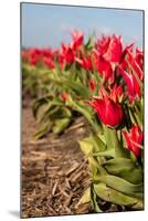 Tulips in Field-Peter Kirillov-Mounted Photographic Print