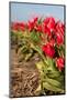 Tulips in Field-Peter Kirillov-Mounted Photographic Print