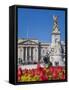 Tulips in Front of Buckingham Palace and Victoria Memorial, London, England, United Kingdom, Europe-Jane Sweeney-Framed Stretched Canvas