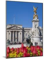 Tulips in Front of Buckingham Palace and Victoria Memorial, London, England, United Kingdom, Europe-Jane Sweeney-Mounted Photographic Print