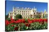 Tulips in Front of Lednice Castle-rogit-Stretched Canvas