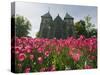 Tulips in Front of Stavanger Cathedral, Stavanger, Norway, Scandinavia, Europe-Christian Kober-Stretched Canvas