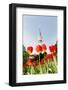 Tulips in Front of Television Tower, Hamburg, Germany, Europe-Axel Schmies-Framed Photographic Print