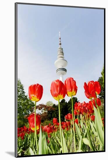 Tulips in Front of Television Tower, Hamburg, Germany, Europe-Axel Schmies-Mounted Photographic Print