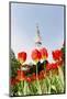 Tulips in Front of Television Tower, Hamburg, Germany, Europe-Axel Schmies-Mounted Photographic Print
