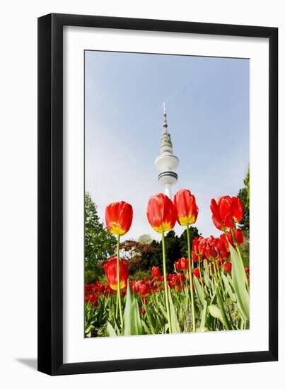 Tulips in Front of Television Tower, Hamburg, Germany, Europe-Axel Schmies-Framed Premium Photographic Print