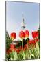 Tulips in Front of Television Tower, Hamburg, Germany, Europe-Axel Schmies-Mounted Premium Photographic Print