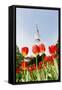 Tulips in Front of Television Tower, Hamburg, Germany, Europe-Axel Schmies-Framed Stretched Canvas