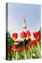 Tulips in Front of Television Tower, Hamburg, Germany, Europe-Axel Schmies-Stretched Canvas