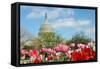 Tulips in Front of the Capitol Building in Spring, Washington DC-Orhan-Framed Stretched Canvas