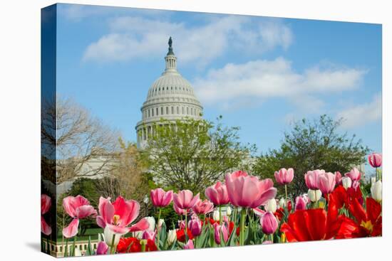 Tulips in Front of the Capitol Building in Spring, Washington DC-Orhan-Stretched Canvas