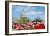 Tulips in Front of the Capitol Building in Spring, Washington DC-Orhan-Framed Photographic Print