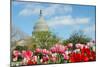 Tulips in Front of the Capitol Building in Spring, Washington DC-Orhan-Mounted Photographic Print