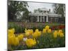 Tulips in Garden of Monticello, Virginia, USA-Merrill Images-Mounted Photographic Print