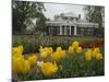 Tulips in Garden of Monticello, Virginia, USA-Merrill Images-Mounted Photographic Print