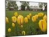 Tulips in Garden of Monticello, Virginia, USA-Merrill Images-Mounted Photographic Print