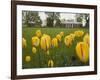 Tulips in Garden of Monticello, Virginia, USA-Merrill Images-Framed Photographic Print