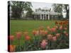 Tulips in Garden of Monticello, Virginia, USA-Merrill Images-Stretched Canvas